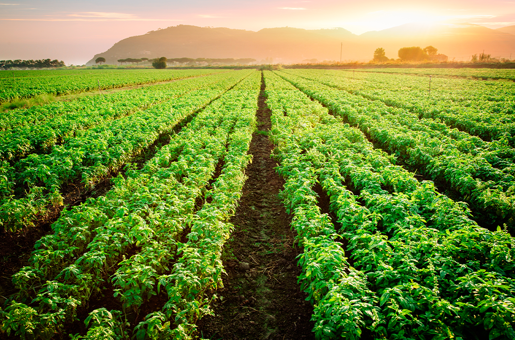 doTERRA Basil Essential Oil